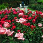 ⠀Сегодня в рамках празднования 80-летия Великой Победы в школе прошла акция по благоустройству пришкольной территории «Розы Победителям».
